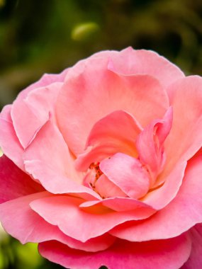 İsrail 'in Renkleri