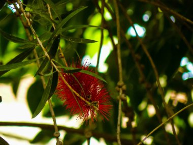 İsrail 'in Renkleri