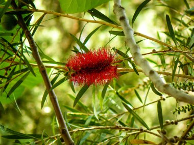İsrail 'in Renkleri