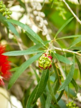 İsrail 'in Renkleri