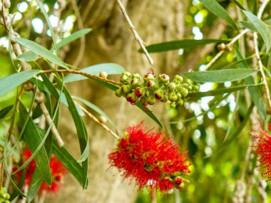 İsrail 'in Renkleri