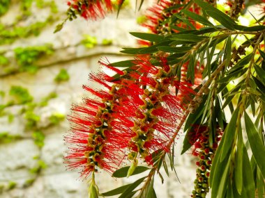 İsrail 'in Renkleri