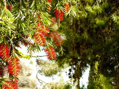 İsrail 'in Renkleri