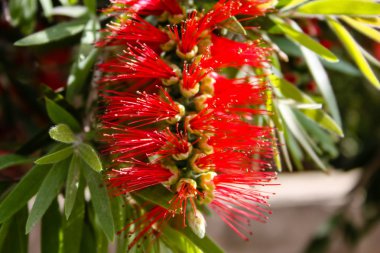 İsrail 'in Renkleri