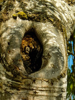 İsrail 'in Renkleri