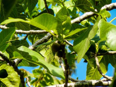 İsrail 'in Renkleri