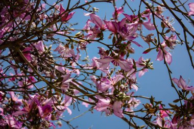 İsrail 'in Renkleri