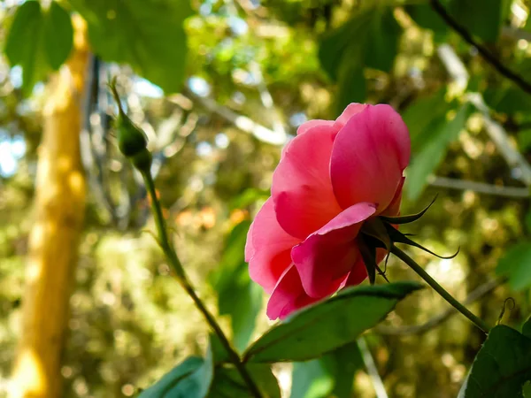 Couleurs d'Israël — Photo