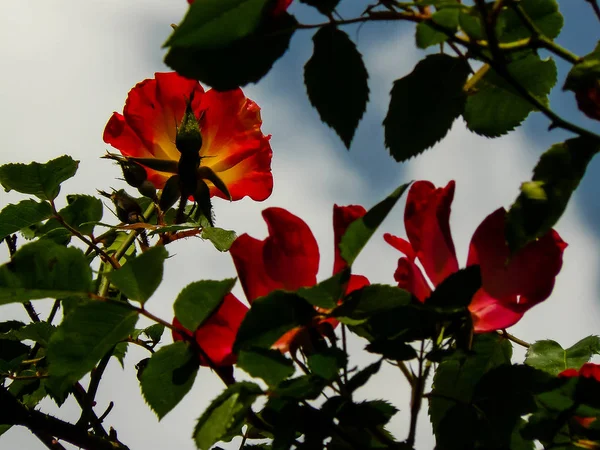 Couleurs d'Israël — Photo