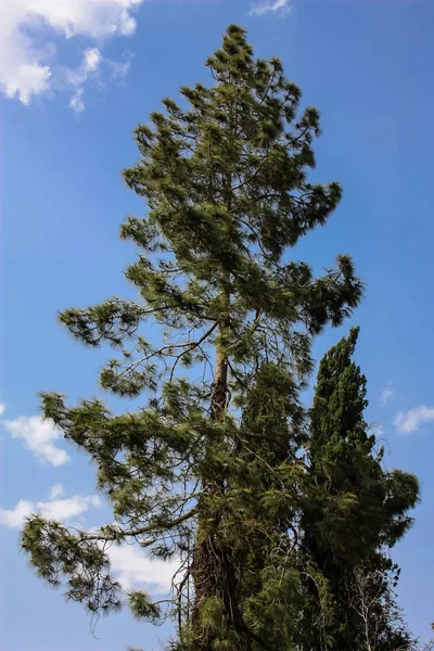 İsrail 'in Renkleri — Stok fotoğraf