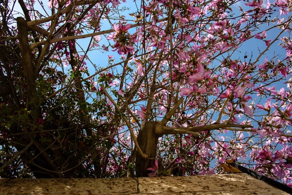 Cores de Israel — Fotografia de Stock