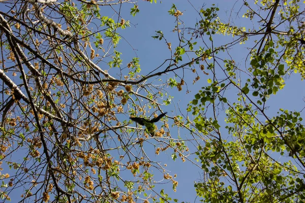 Farben des Israel — Stockfoto