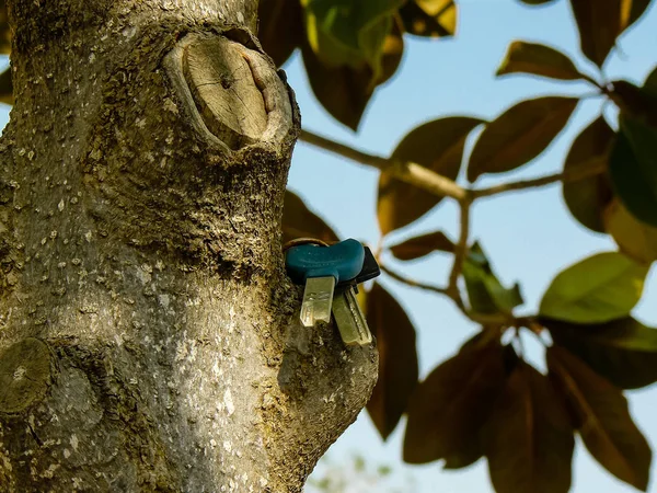 Couleurs d'Israël — Photo