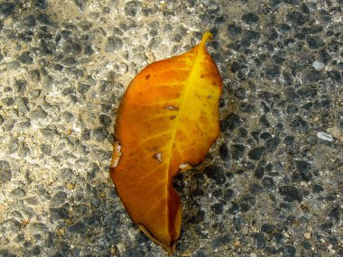 İsrail 'in Renkleri