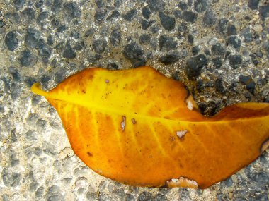 İsrail 'in Renkleri