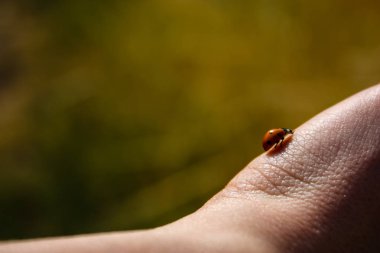 İsrail 'in Renkleri