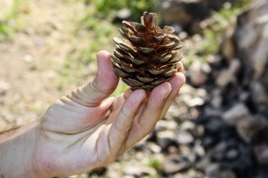 İsrail 'in Renkleri