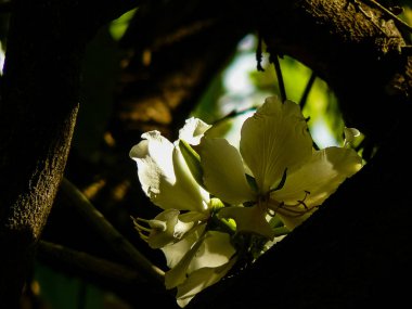 İsrail 'in Renkleri