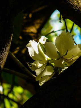 İsrail 'in Renkleri