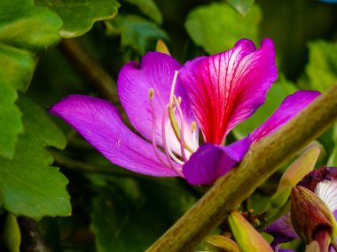 İsrail 'in Renkleri