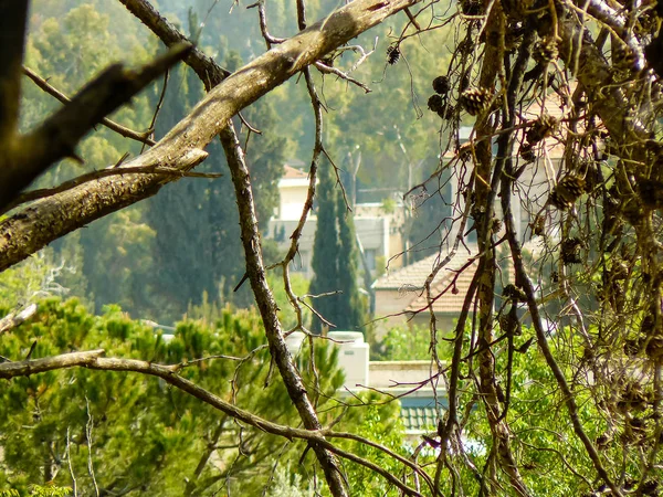 Χρώματα του Ισραήλ — Φωτογραφία Αρχείου