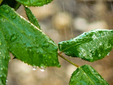 İsrail 'in Renkleri