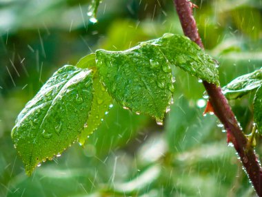 İsrail 'in Renkleri