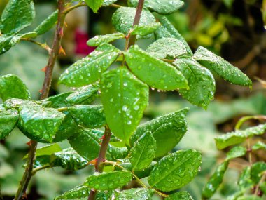 İsrail 'in Renkleri