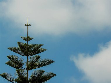 İsrail 'in Renkleri