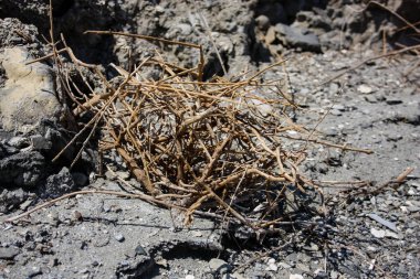 İsrail 'in Renkleri