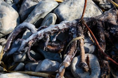 İsrail 'in Renkleri