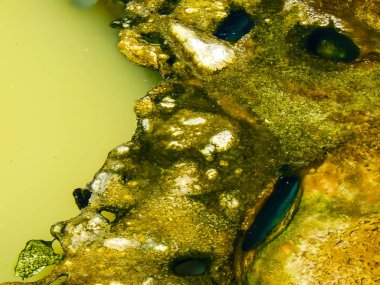 İsrail 'in Renkleri