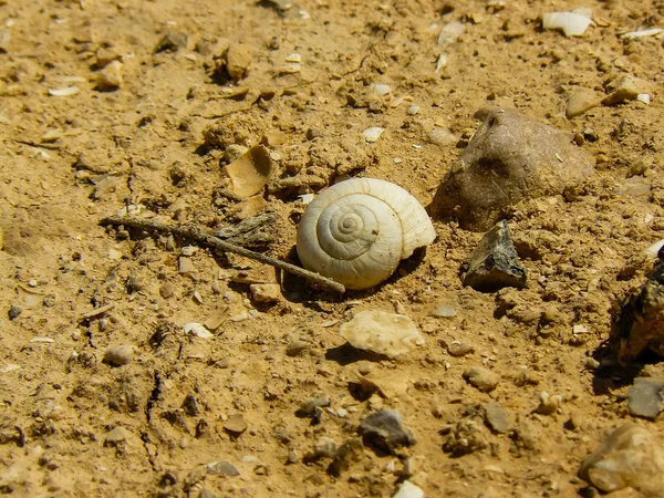 İsrail 'in Renkleri — Stok fotoğraf