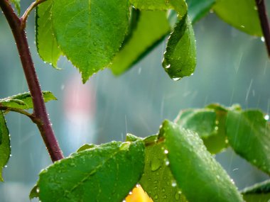 İsrail 'in Renkleri