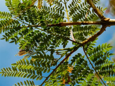 İsrail 'in Renkleri