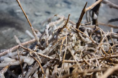 İsrail 'in Renkleri