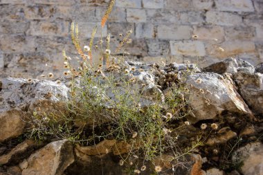 İsrail 'in Renkleri