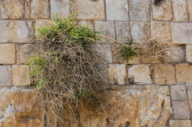 İsrail 'in Renkleri