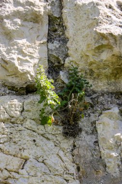 İsrail 'in Renkleri