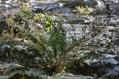 İsrail 'in Renkleri