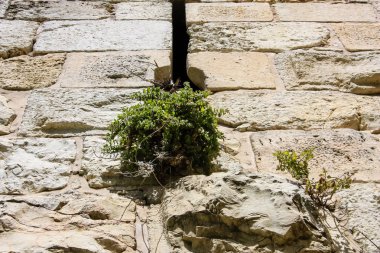 İsrail 'in Renkleri