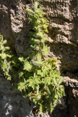 İsrail 'in Renkleri