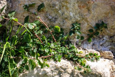 İsrail 'in Renkleri