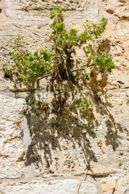 İsrail 'in Renkleri