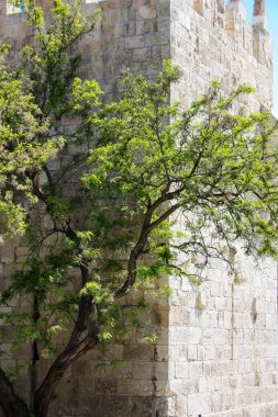 İsrail 'in Renkleri