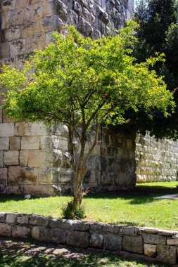 İsrail 'in Renkleri