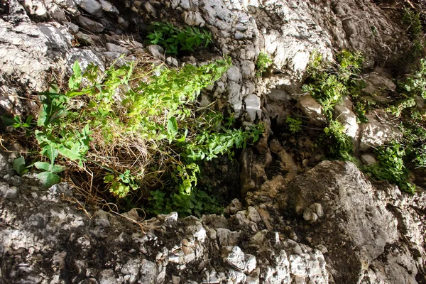 İsrail 'in Renkleri — Stok fotoğraf