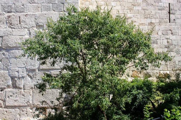 Kleuren van Israël — Stockfoto