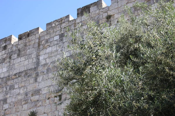 Fechar Uma Árvore Frente Muro Exterior Antiga Cidade Jerusalém Israel — Fotografia de Stock