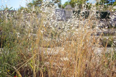 İsrail 'in Renkleri